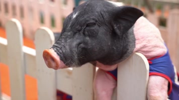 原创快闪婚礼开场AE模板