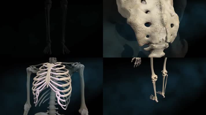 人体骨骼动画