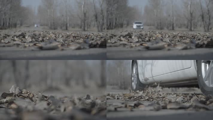 车辆行驶过干枯的树叶
