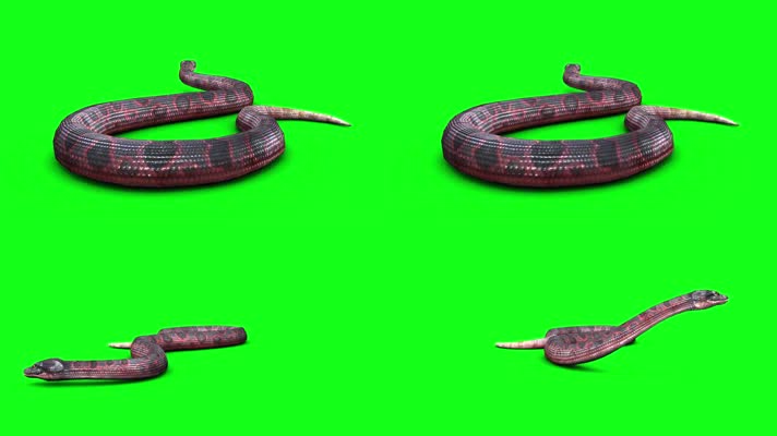 抖音抠像红色毒蛇游动动物素材特效合成
