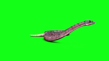 抖音抠像红色毒蛇游动动物素材特效合成