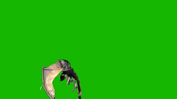 抖音抠像大蝙蝠动物特效合成素材