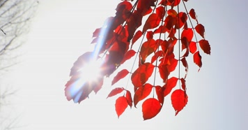 秋天红叶 秋天红叶