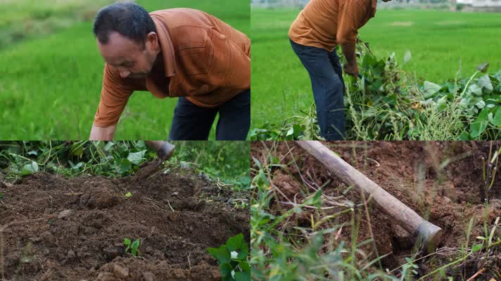 农村农民挖红薯地瓜割红薯藤4k