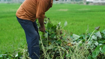 农村农民挖红薯地瓜割红薯藤4k视频素材