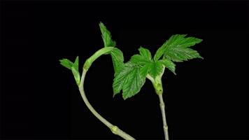 植物生长树发芽 植物生长树发芽