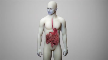 胃底折叠术 胃包扎术治疗反流动画  胃底折叠术 胃包扎术治疗反流动画