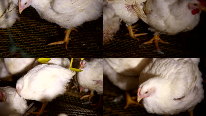鸡肉 肉鸡 养殖场 卡路里 激素 养鸡场 白羽