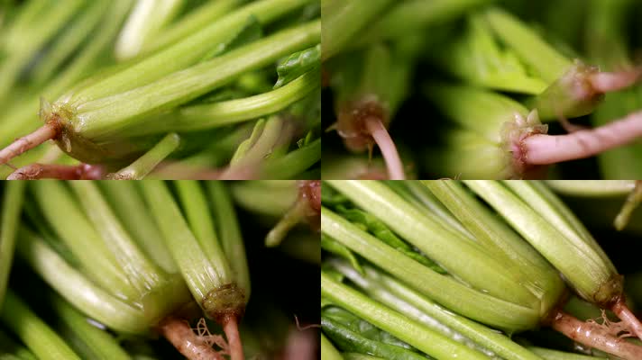 食品 食材 美食 蔬菜 菠菜 补铁 绿色 根 根