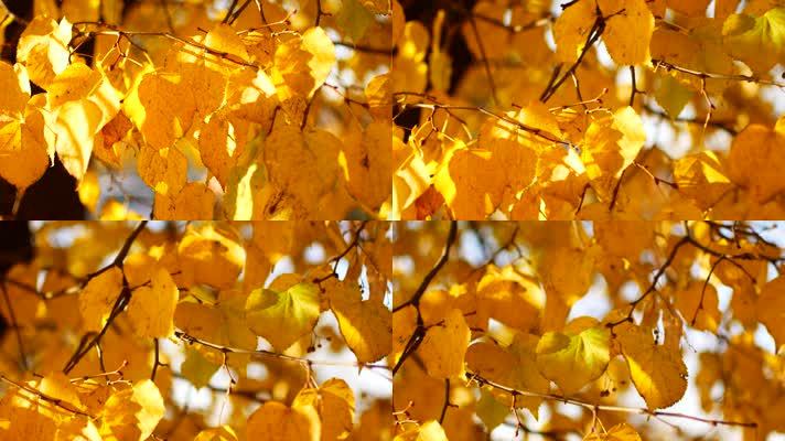 秋天黄叶，秋天空镜头