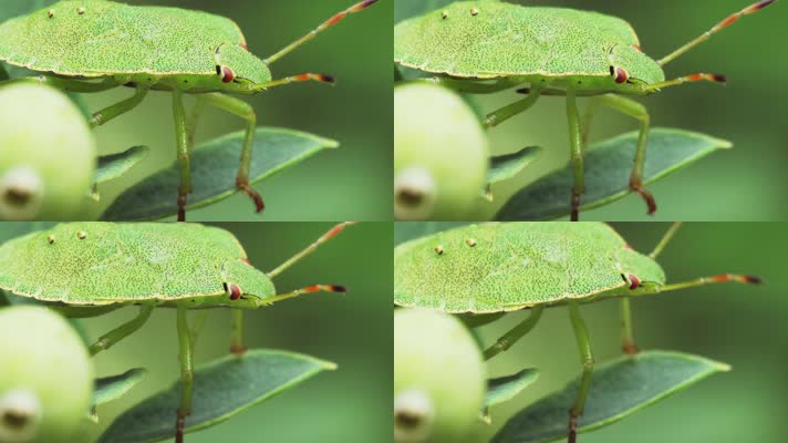 绿色臭虫，昆虫世界