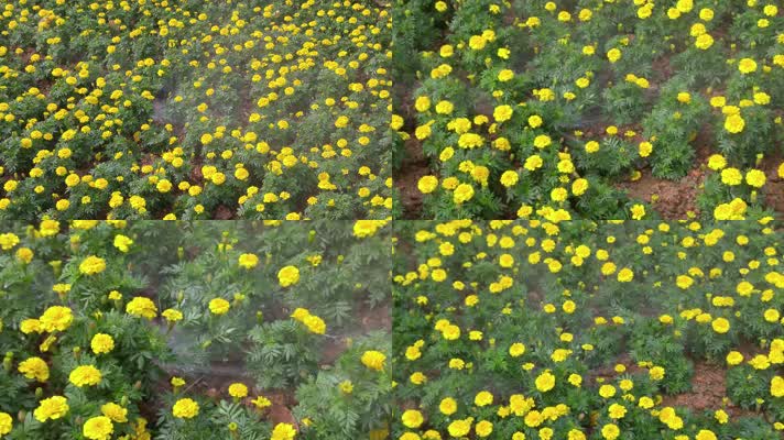 花圃自动化浇水花卉景观