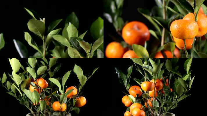 食品 食材 美食 水果 橘子 柑橘 橙子 盆景 
