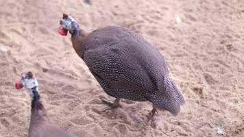 动物园各种动物合集4k视频素材 动物园各种动物合集4k视频素材