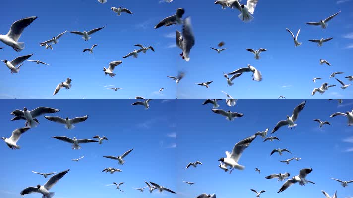蓝天白云海鸥 (3)