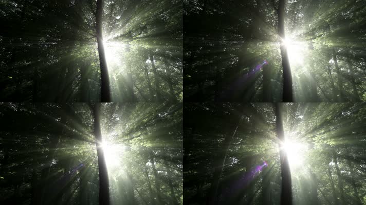 森林树林逆光阳光，梦幻小清新