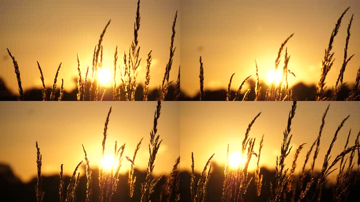 唯美小麦夕阳，希望田野