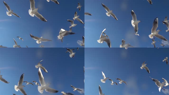 一群海鸥飞翔 (2)