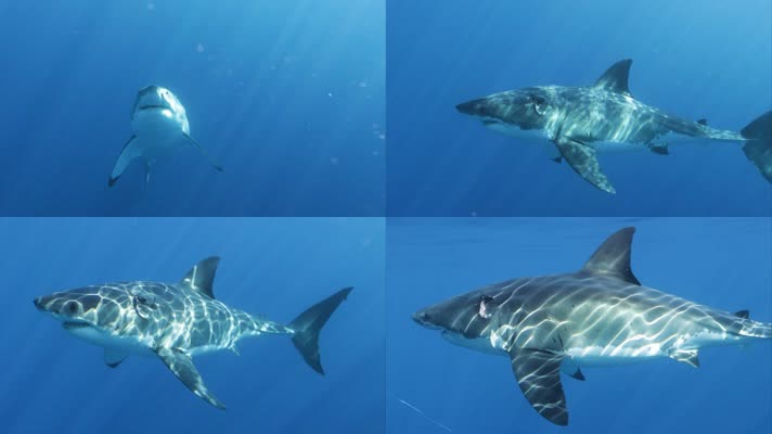 大海鲨鱼游泳