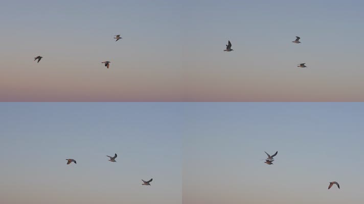 黄昏海鸥 (2)