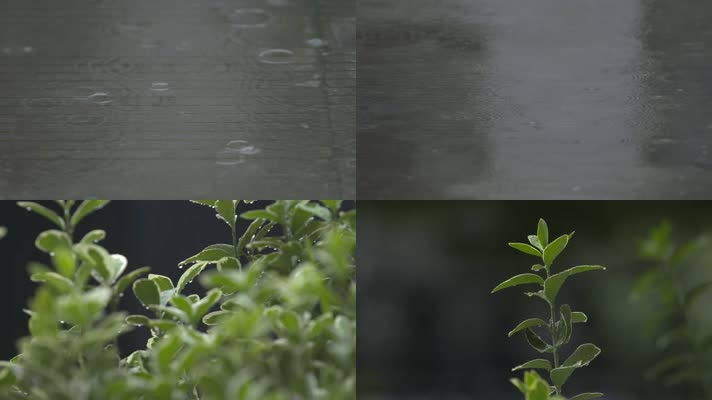 雨水植物空境