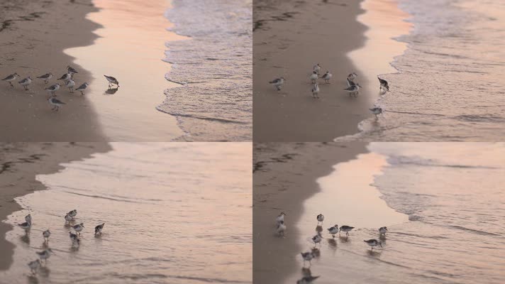 海边环颈鸻，海边小鸟觅食