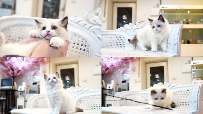 可爱布偶猫玩耍猫奴互动