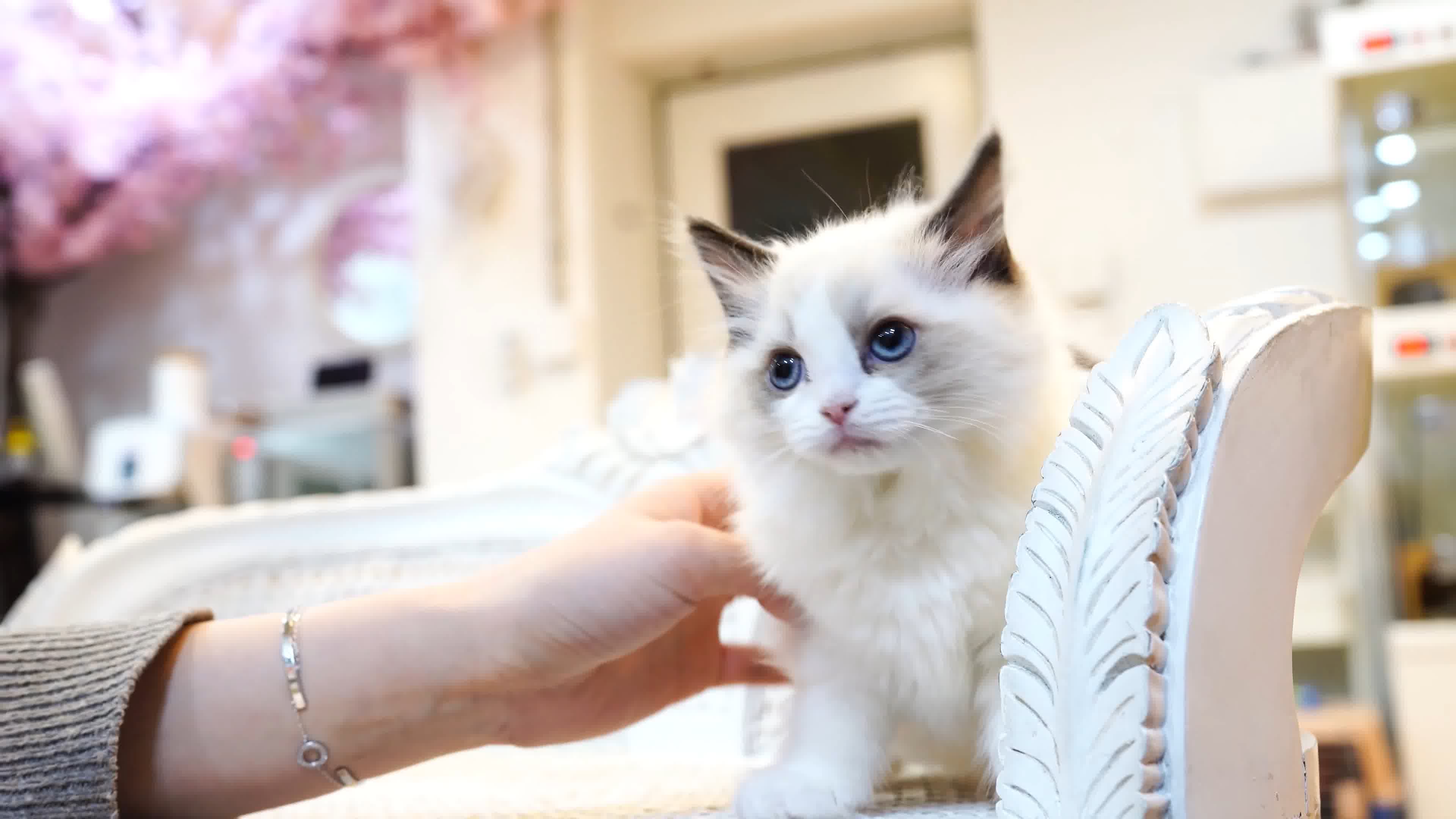 可爱布偶猫玩耍猫奴互动