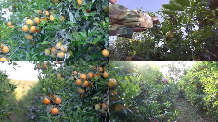 柑橘种植丰收宣传片