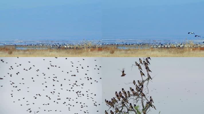 大自然生态，各种鸟类，湿地滩涂