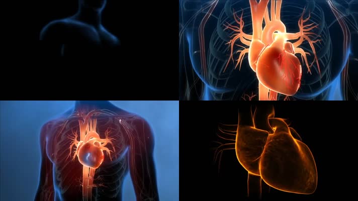 三维人体心脏系统