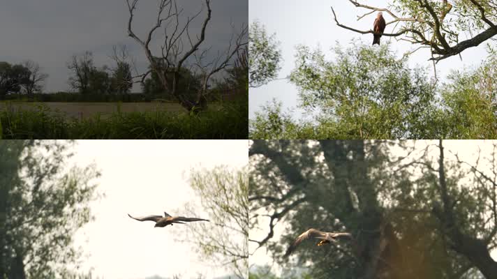 黑鸢翱翔雄鹰捉鱼