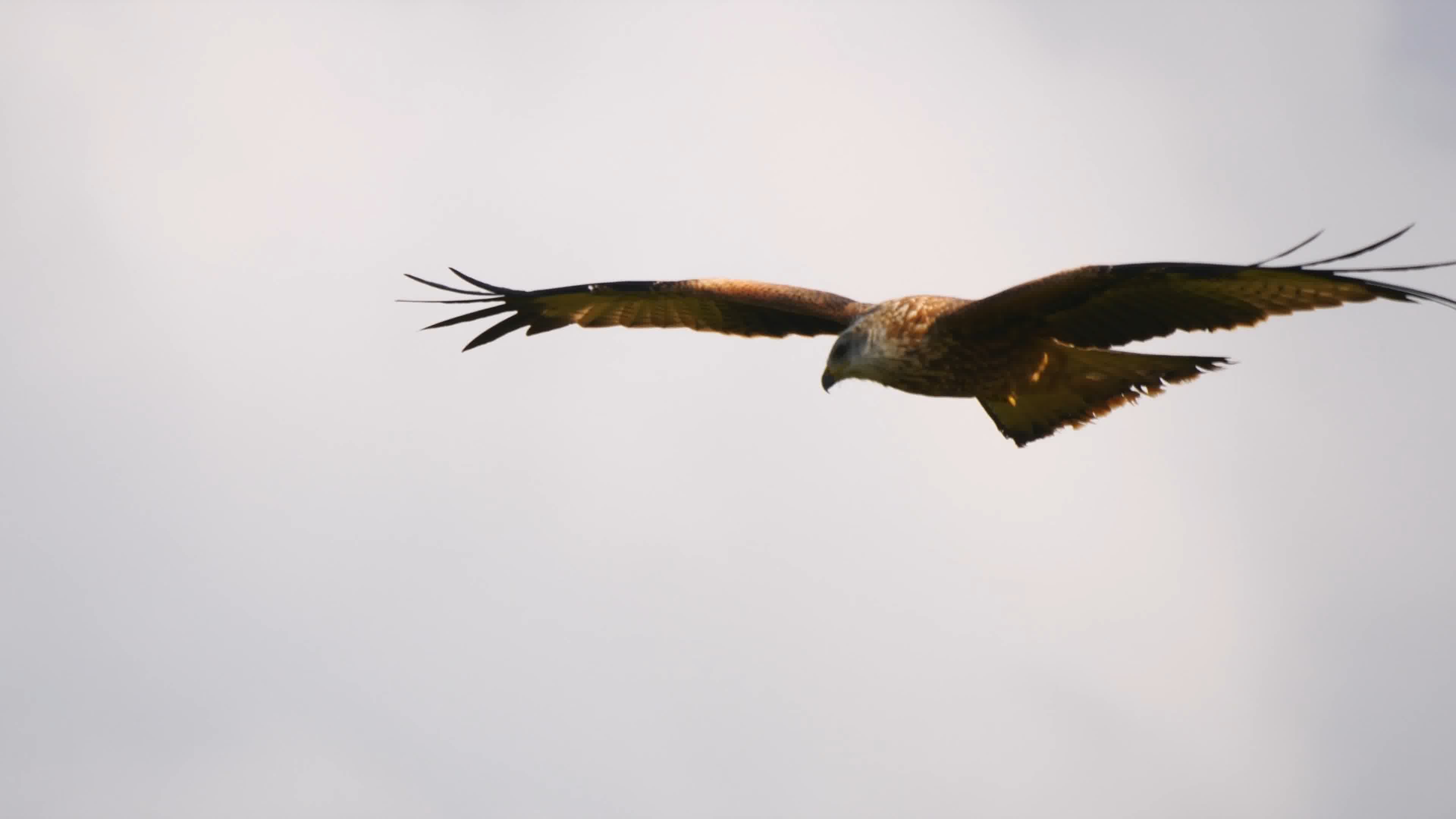 黑鸢翱翔雄鹰捉鱼