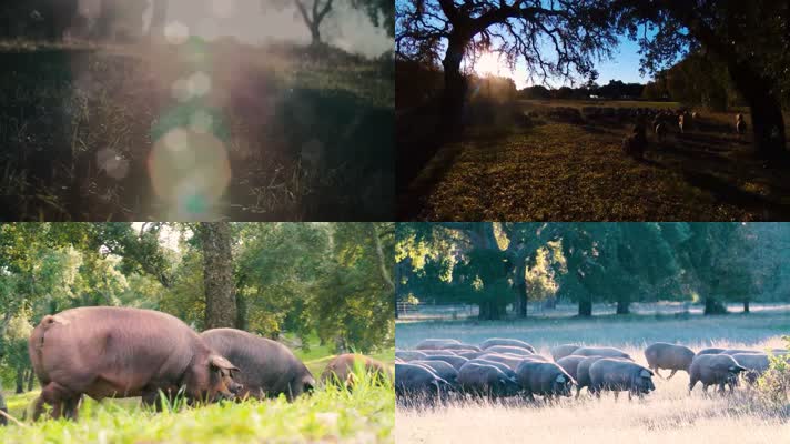 黑猪生态养殖，美味火腿