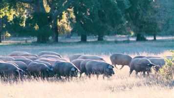 黑猪生态养殖，美味火腿