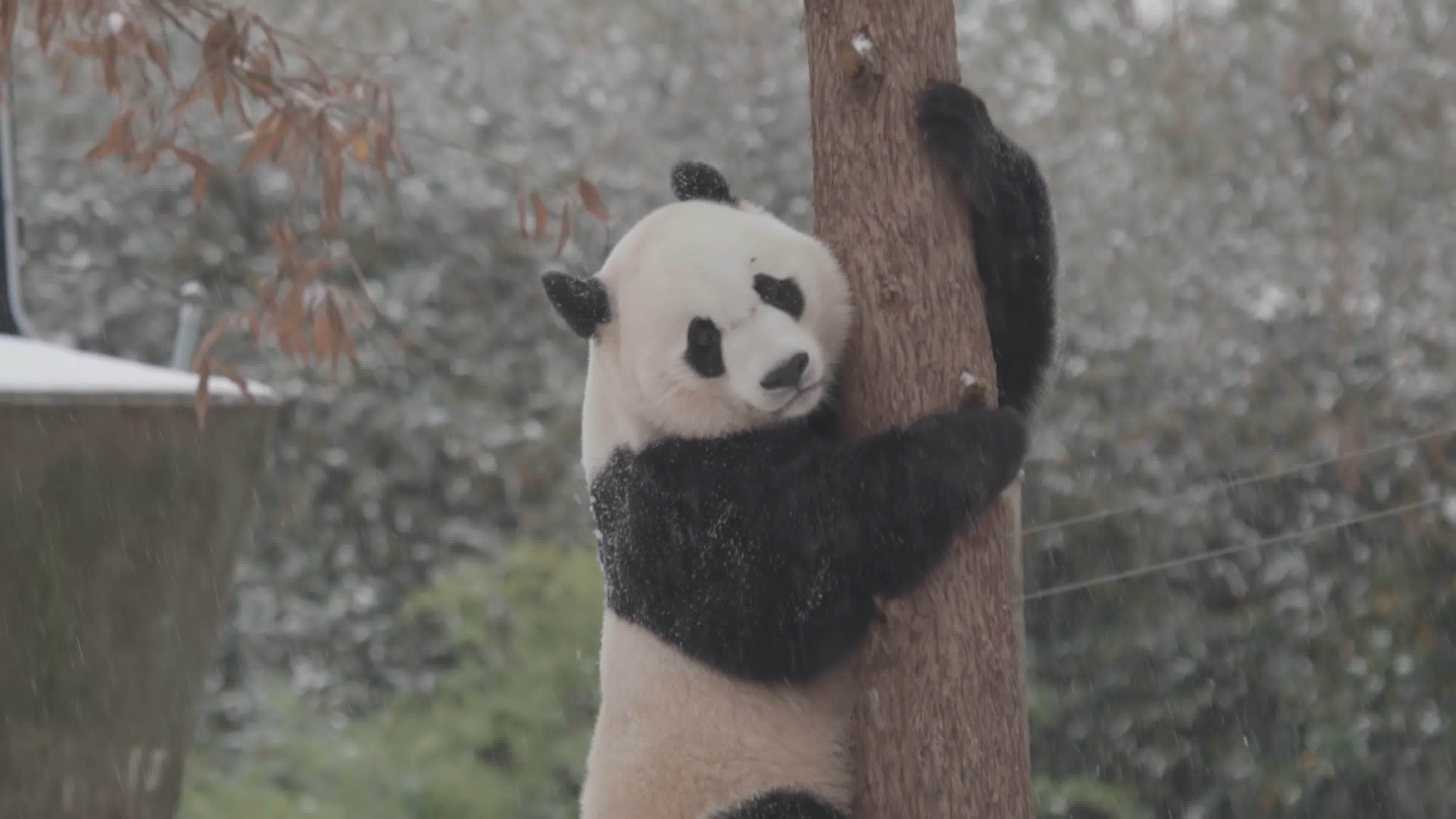 冬天可爱的熊猫玩耍