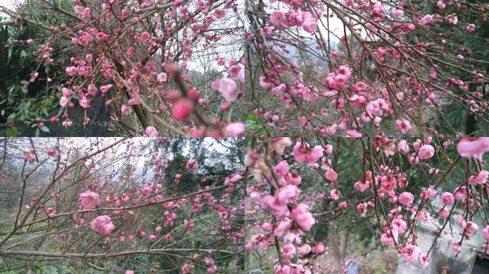 4K视频梅园红色的梅花开放