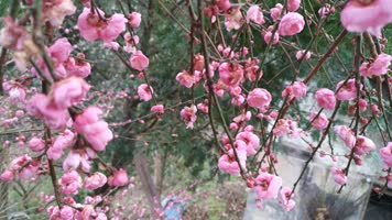 4K视频梅园红色的梅花开放