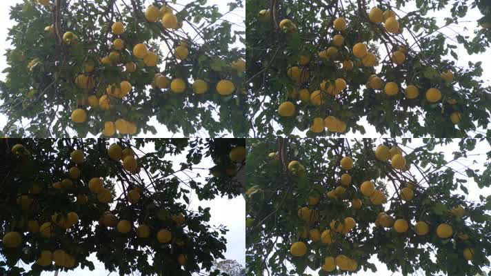 4k柚子树丰收果实