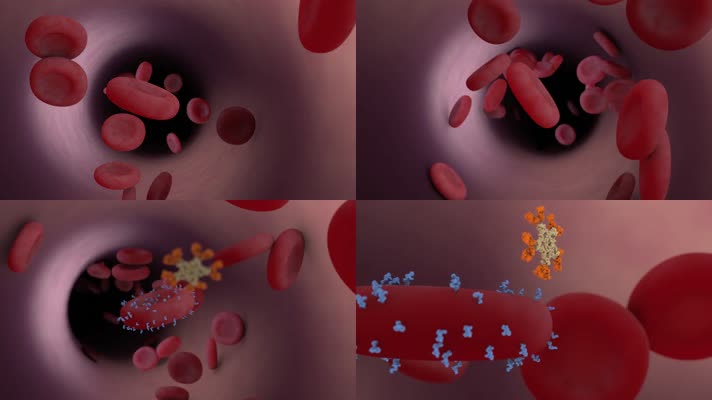 血细胞 细胞