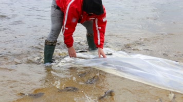 增殖放流鱼苗，放生