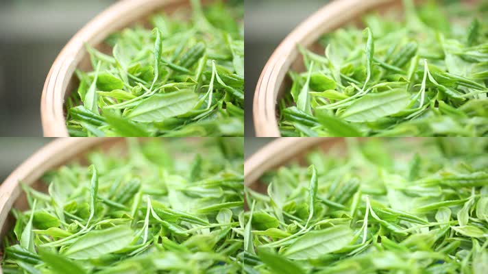 特写茶叶 绿茶 生茶叶 生产 加工 采摘
