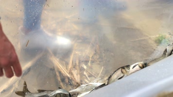 增殖放流鱼苗，放生