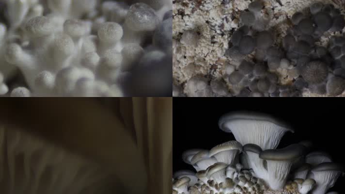 蘑菇生长延时拍摄