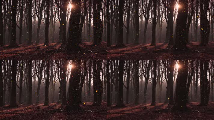 树林阳光树叶飘落片片枫叶情