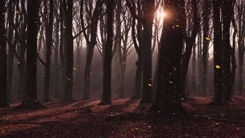 树林阳光树叶飘落片片枫叶情