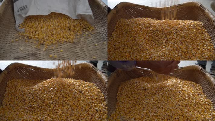 4K画质升格拍摄玉米玉米粒