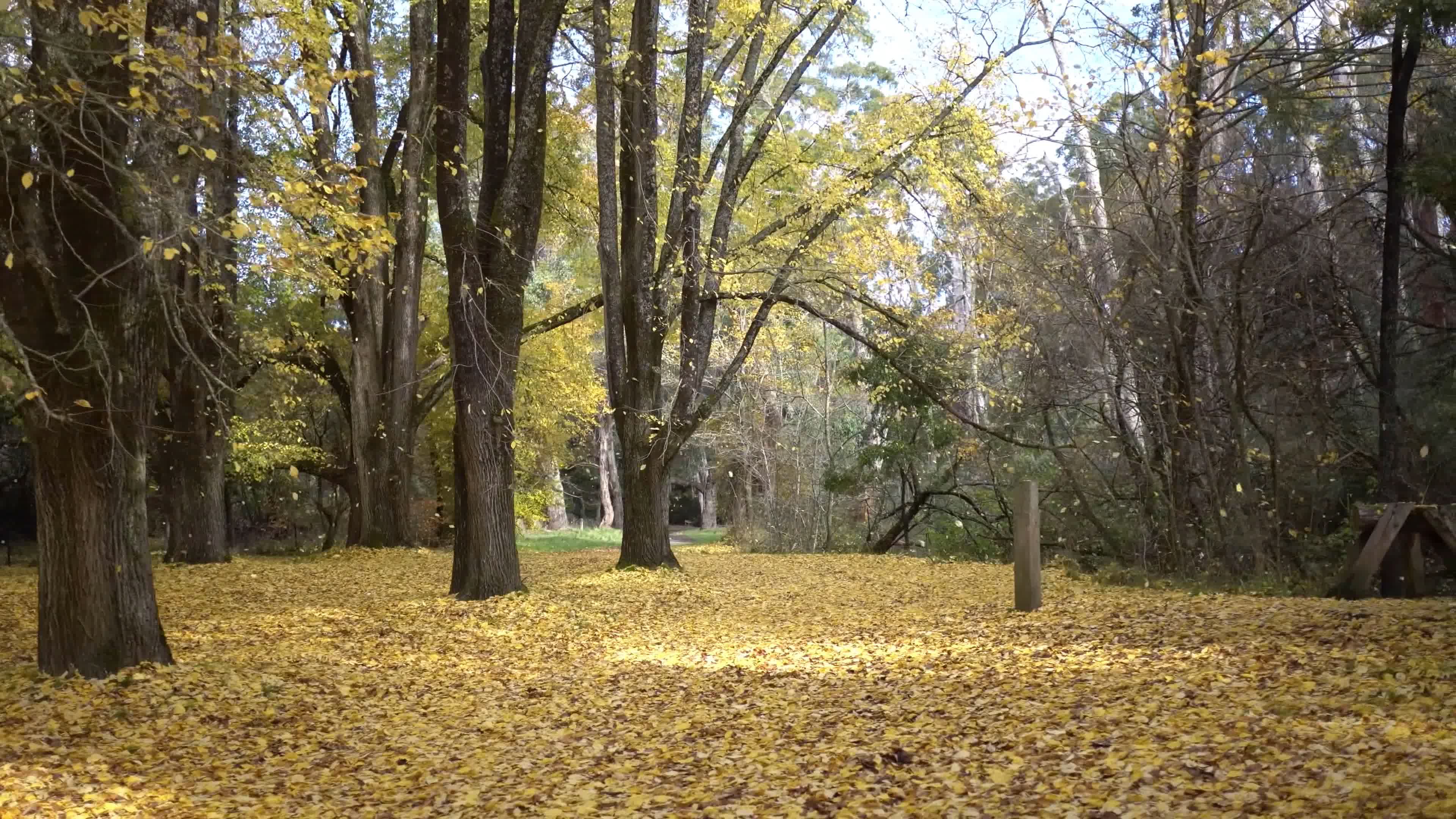 秋天景色，公园，黄叶落叶