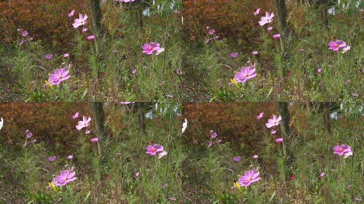 4K画质拍摄秋天野外盛开的格桑花野花小花