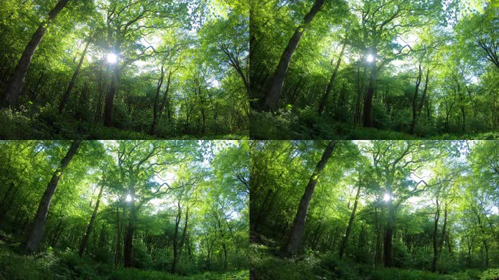 森林树林，太阳光芒